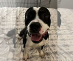 Small #7 American Pit Bull Terrier