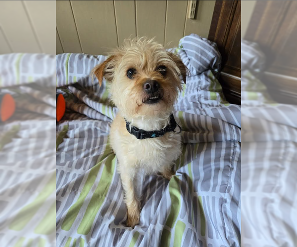 Medium Photo #2 Mutt Puppy For Sale in Cranston, RI, USA