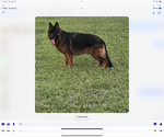 Small #5 German Shepherd Dog