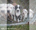 Small Photo #8 Cane Corso Puppy For Sale in TOMBALL, TX, USA