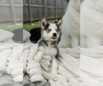 Small #1 Siberian Husky