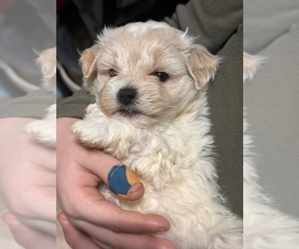 Medium Photo #4 Maltipoo Puppy For Sale in ALEXANDRIA, VA, USA