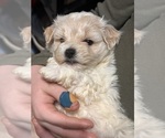 Small Photo #4 Maltipoo Puppy For Sale in ALEXANDRIA, VA, USA
