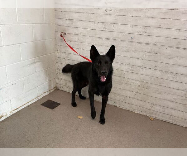 Medium Photo #1 German Shepherd Dog Puppy For Sale in San Bernardino, CA, USA
