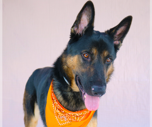 German Shepherd Dog Dogs for adoption in Pasadena, CA, USA
