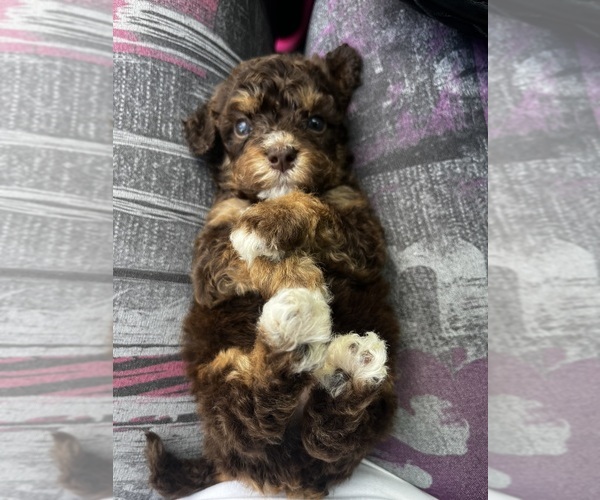 Medium Photo #3 Maltipoo Puppy For Sale in KATY, TX, USA