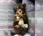 Small #2 Maltipoo