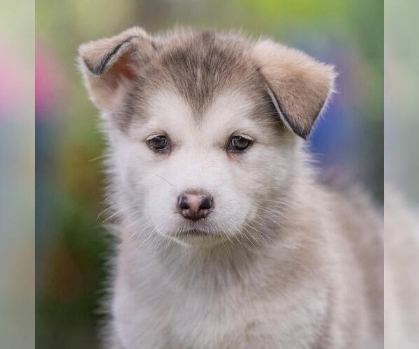 Medium Photo #3 Siberian Husky-Unknown Mix Puppy For Sale in San Diego, CA, USA