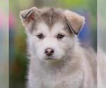Small #2 Siberian Husky Mix