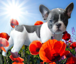 French Bulldog Puppy for sale in ATLANTA, GA, USA