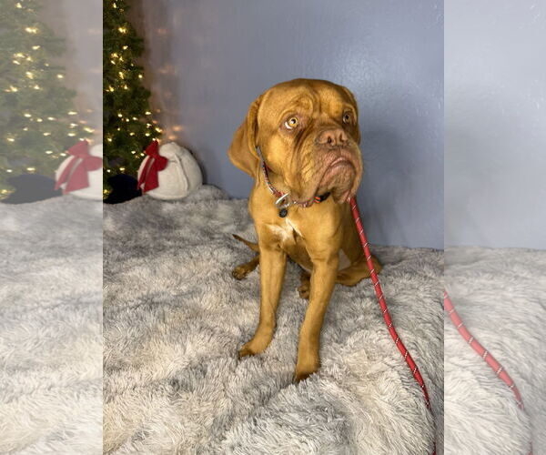 Medium Photo #7 Dogue de Bordeaux Puppy For Sale in Goodyear, AZ, USA
