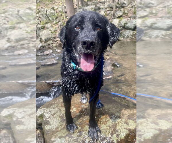 Medium Photo #2 Labrador Retriever-Unknown Mix Puppy For Sale in Rockaway, NJ, USA