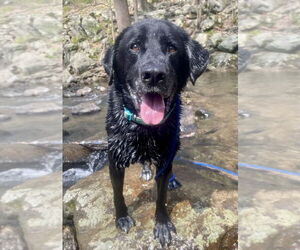 Shadow (King) Havard - Male Labrador Retriever-Unknown Mix Dog for Adoption - Photo #2