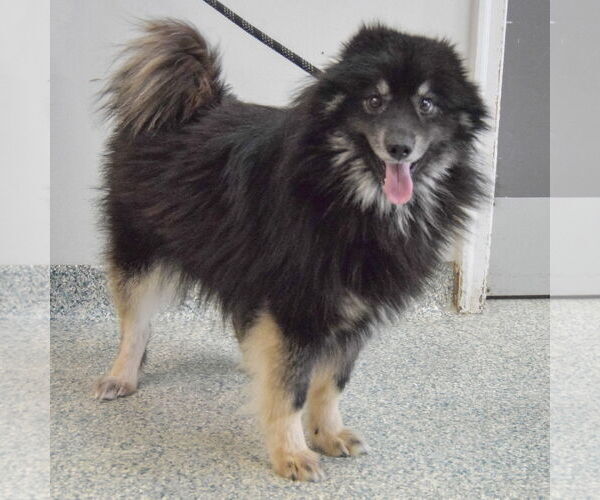 Medium Photo #2 Pomsky Puppy For Sale in Huntley, IL, USA