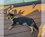 Small #6 Pembroke Welsh Corgi-Red Heeler Mix