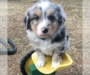 Australian Shepherd Puppy for sale in HAVEN, KS, USA