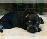 Small Photo #8 Schnauzer (Miniature) Puppy For Sale in SPRINGBORO, OH, USA