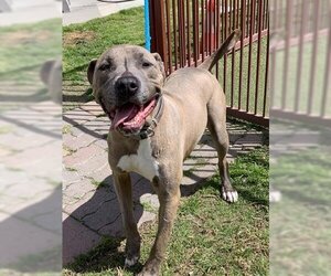 American Pit Bull Terrier-Unknown Mix Dogs for adoption in Upland, CA, USA