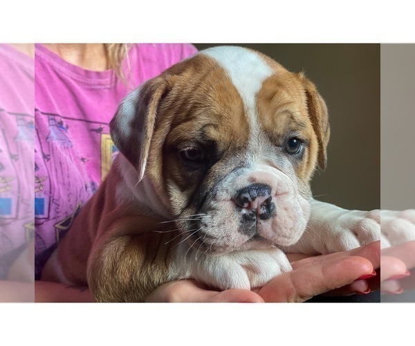 Medium Photo #10 Olde English Bulldogge Puppy For Sale in OVERLAND, KS, USA