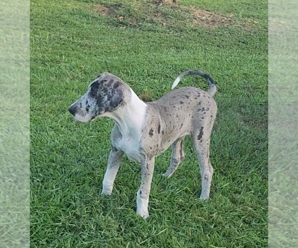 Medium Photo #3 Great Dane Puppy For Sale in DENHAM SPRINGS, LA, USA