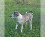 Small #2 Great Dane