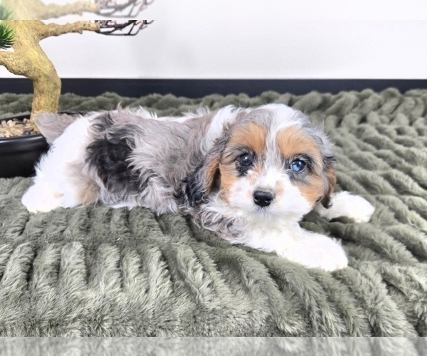 Medium Photo #4 Cavapoo (Standard) Puppy For Sale in GREENFIELD, IN, USA
