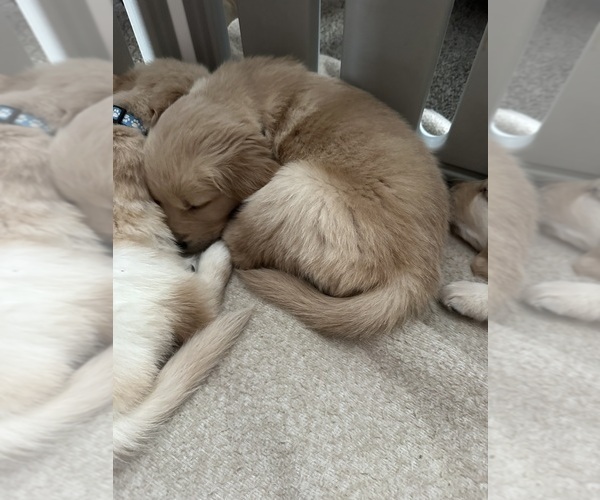 Medium Photo #3 Golden Retriever Puppy For Sale in AUSTIN, MN, USA