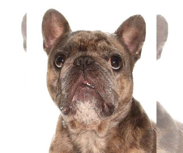 Medium Photo #4 French Bulldog-Unknown Mix Puppy For Sale in Oakland Park, FL, USA