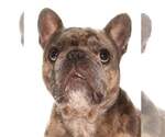 Small #3 French Bulldog Mix