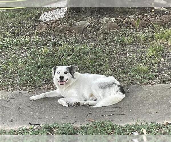 Medium Photo #1 Australian Shepherd Puppy For Sale in Houston, TX, USA