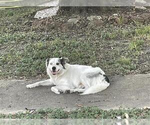 Australian Shepherd Dogs for adoption in Houston, TX, USA