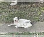 A663463 - Male Australian Shepherd Dog for Adoption - Small photo
