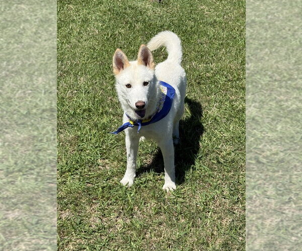 Medium Photo #3 Siberian Husky-Unknown Mix Puppy For Sale in San Leon, TX, USA