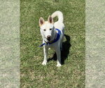 Small Photo #3 Siberian Husky-Unknown Mix Puppy For Sale in San Leon, TX, USA