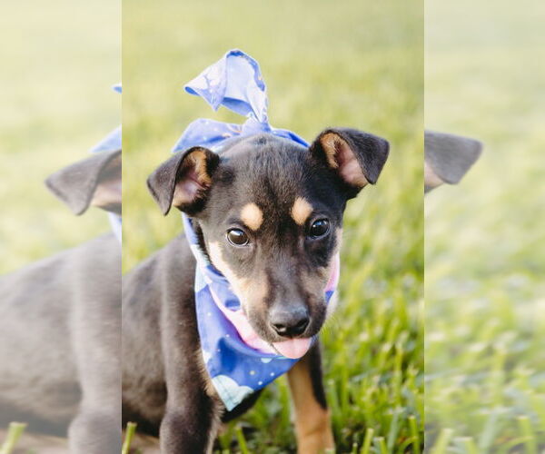 Medium Photo #4 Labbe Puppy For Sale in Princeton, MN, USA