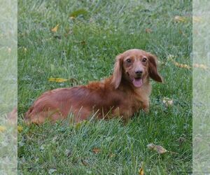 Mother of the Dachshund puppies born on 07/28/2026