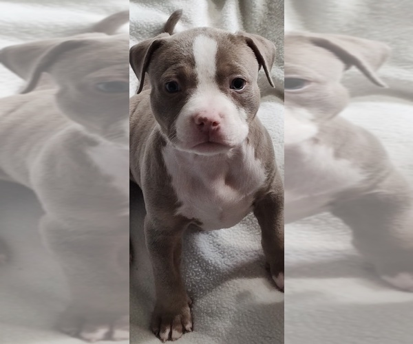 Medium Photo #21 American Bully Puppy For Sale in COUDERSPORT, PA, USA