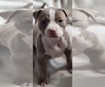 Small #2 American Bully