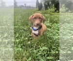 Small #4 Labrador Retriever Mix