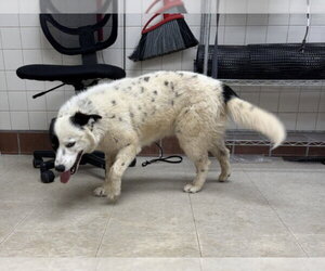 Siberian Husky-Unknown Mix Dogs for adoption in Fort Collins, CO, USA