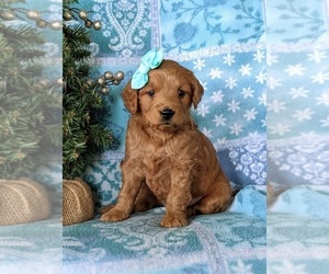 Goldendoodle (Miniature) Puppy for sale in KIRKWOOD, PA, USA