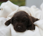 Puppy Mickey Labrador Retriever