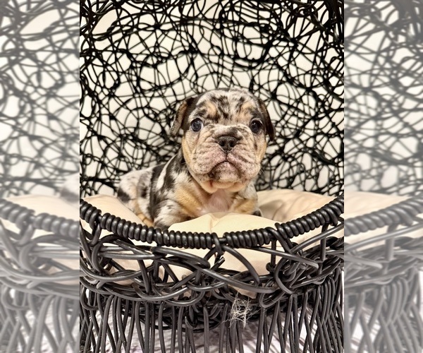 Medium Photo #1 French Bulldog Puppy For Sale in ELKHORN, WI, USA