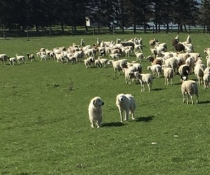 Father of the Great Pyrenees puppies born on 07/06/2026