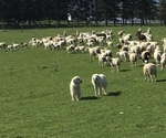 Small Photo #1 Great Pyrenees Puppy For Sale in CANOGA, NY, USA