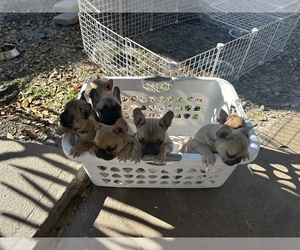 French Bulldog Puppy for sale in DOVER, FL, USA