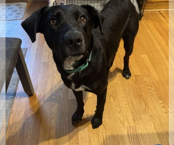 Medium Photo #1 Labrador Retriever-Unknown Mix Puppy For Sale in Princeton, MN, USA