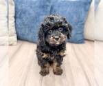 Small #2 Cavapoo (Miniature)