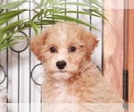 Small Photo #4 Poochon Puppy For Sale in NAPLES, FL, USA