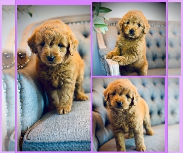 Medium Photo #1 Goldendoodle (Miniature) Puppy For Sale in SAINT JAMES, MO, USA